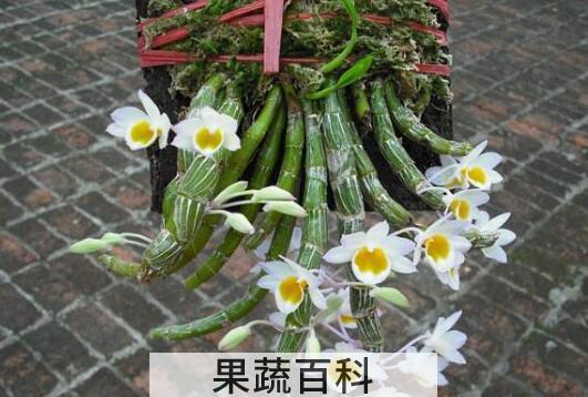 玫瑰石斛怎么吃 玫瑰石斛的食用方法