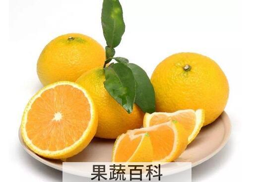 桔柚的营养价值和功效