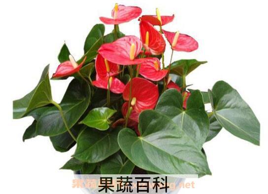 红掌怎么养 红掌的养殖方法和繁殖方法