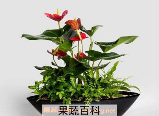红掌怎么养 红掌的养殖方法和繁殖方法