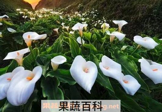 马蹄莲怎么养 马蹄莲的养殖方法和注意事项