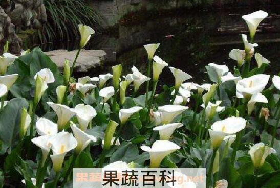 马蹄莲怎么养 马蹄莲的养殖方法和注意事项