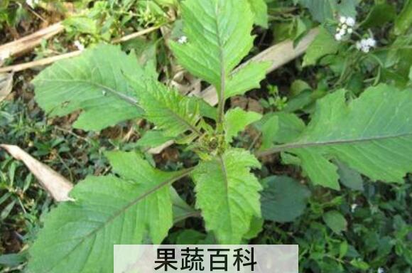野茼蒿菜的药用价值与副作用