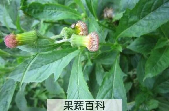 野茼蒿菜的药用价值与副作用