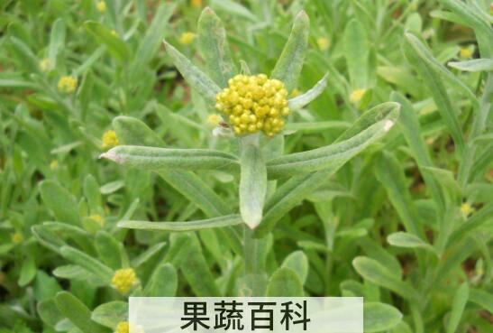 鼠曲草的功效与作用及禁忌