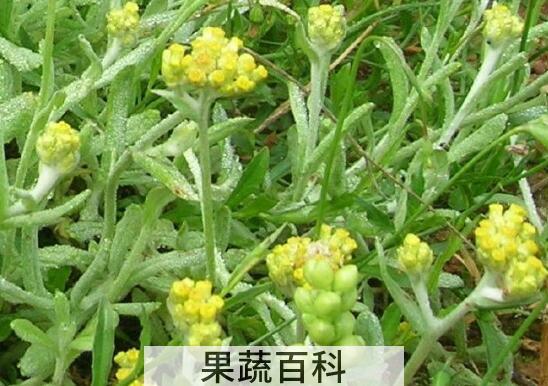 鼠曲草的功效与作用及禁忌