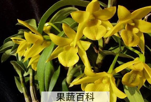 翅梗石斛的功效与作用 翅梗石斛的药用价值