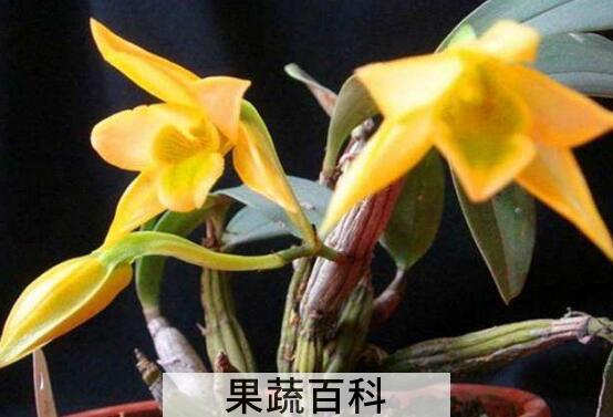 翅梗石斛的功效与作用 翅梗石斛的药用价值