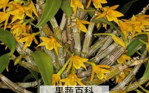 翅梗石斛的种植方法 种植翅梗石斛注意事项
