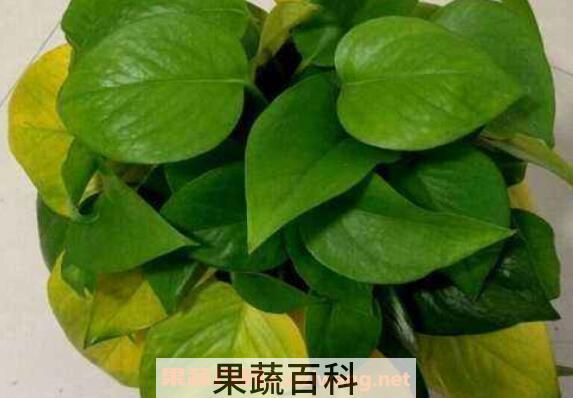 绿萝叶子发黄是什么原因 绿萝叶子发黄怎么补救