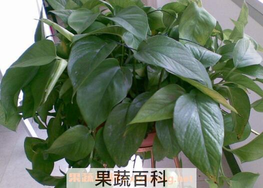  绿萝叶子发黄是什么原因 绿萝叶子发黄怎么补救