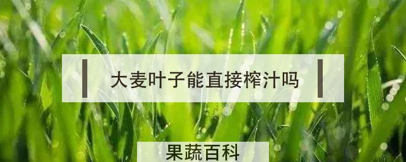 大麦叶子能直接榨汁吗