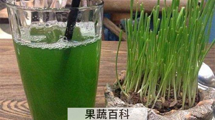 大麦叶子能直接榨汁吗