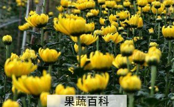 早小菊的功效与作用 早小菊怎么食用