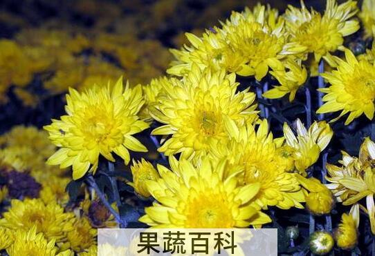 早小菊的功效与作用 早小菊怎么食用