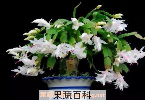 蟹爪兰如何养殖 蟹爪兰的养殖方法和注意事项