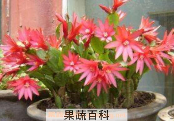 蟹爪兰如何养殖 蟹爪兰的养殖方法和注意事项