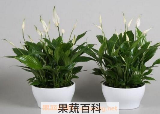  白掌怎么养 白掌的养殖方法和繁殖方法