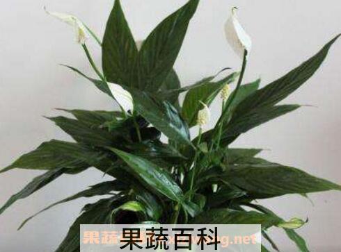  白掌怎么养 白掌的养殖方法和繁殖方法
