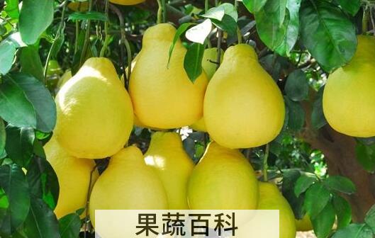 酸柚子的功效与作用