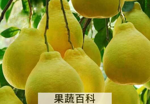 酸柚子的功效与作用