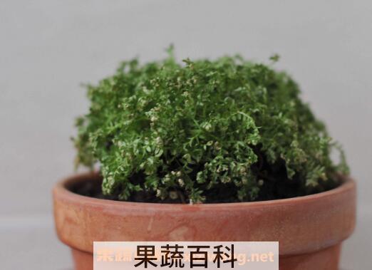 珊瑚蕨怎么养 珊瑚蕨的养殖方法和繁殖方法