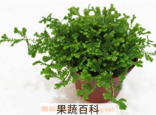 珊瑚蕨怎么养 珊瑚蕨的养殖方法和繁殖方法
