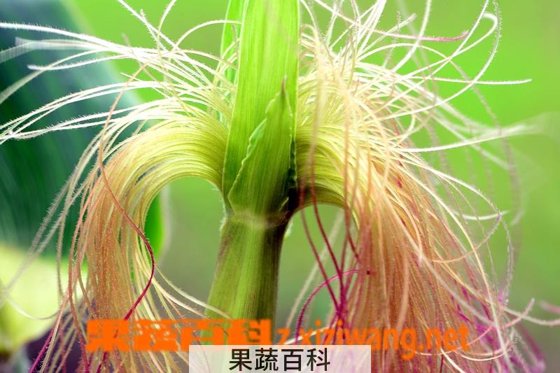 果蔬百科粟米须图片 粟米须的功效与作用