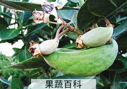 牛角瓜怎么吃 牛角瓜的食用方法