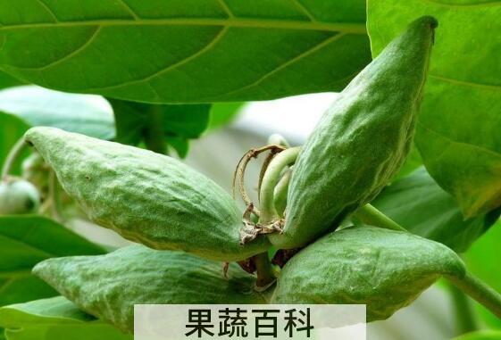 牛角瓜怎么吃 牛角瓜的食用方法