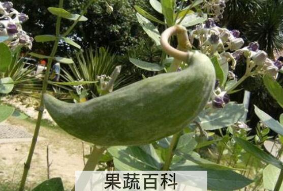牛角瓜的功效与作用