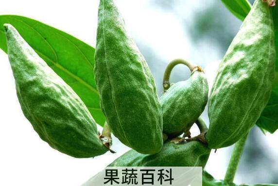 牛角瓜的功效与作用