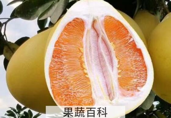 大柚子的功效与作用及禁忌