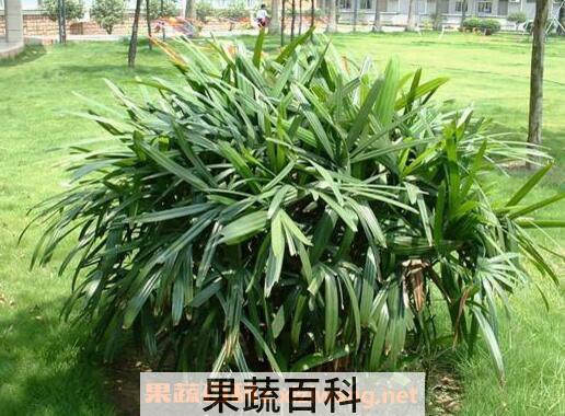 散尾竹怎么养 散尾竹的养殖方法和繁殖方法