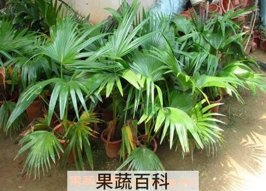 散尾竹怎么养 散尾竹的养殖方法和繁殖方法