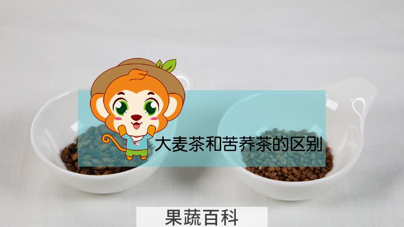 大麦茶和苦荞茶的区别