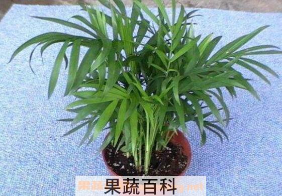 袖珍椰子如何养护 袖珍椰子叶子干枯怎么办