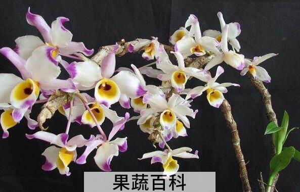 大苞鞘石斛的功效与作用 大苞鞘石斛的药用价值