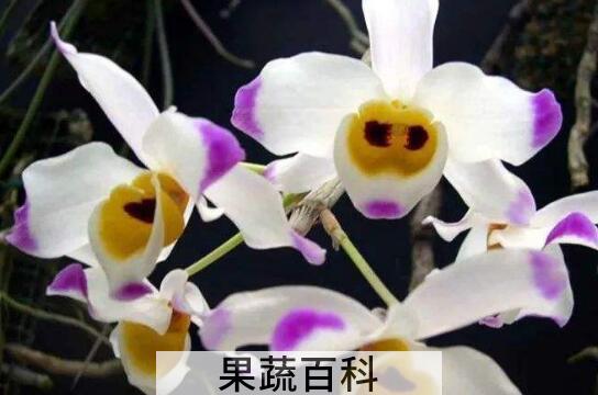 大苞鞘石斛的功效与作用 大苞鞘石斛的药用价值