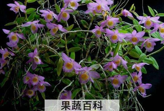环草石斛的功效与作用 环草石斛多少钱一斤