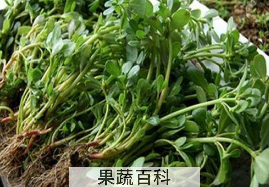 蚂蚁菜什么人不能吃 吃蚂蚁菜的禁忌有哪些