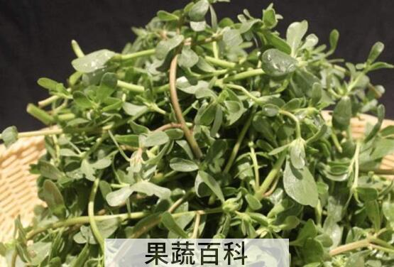 蚂蚁菜什么人不能吃 吃蚂蚁菜的禁忌有哪些