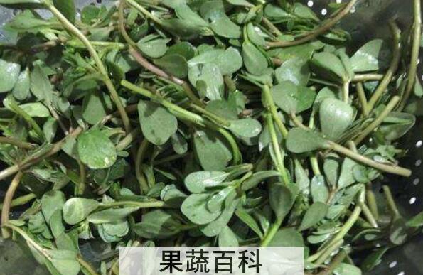 蚂蚁菜的功效与作用及禁忌