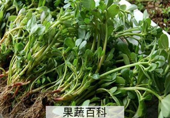 蚂蚁菜的功效与作用及禁忌