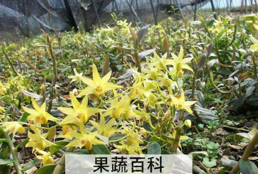 长期喝石斛花的功效与副作用