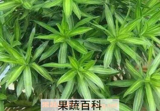 观赏竹怎么养 观赏竹的养殖方法和注意事项