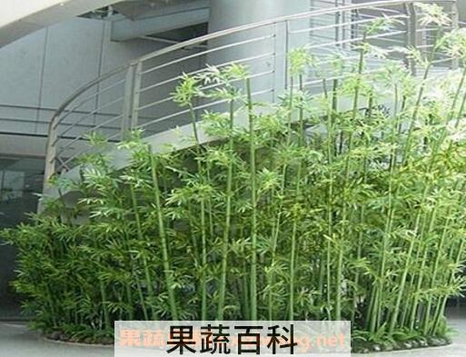 观赏竹怎么养 观赏竹的养殖方法和注意事项