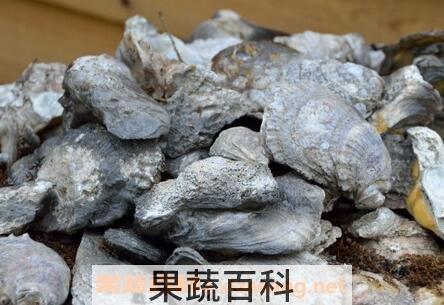 煅牡蛎壳的功效与作用及禁忌