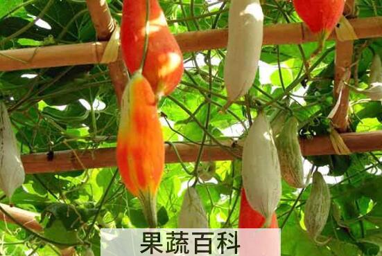老鼠瓜的功效与作用