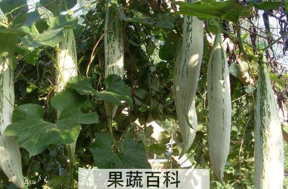 老鼠瓜的功效与作用